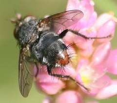 Deopalpus
