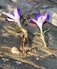 Syringodea longituba violacea