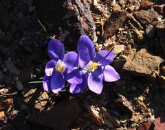 Syringodea longituba violacea