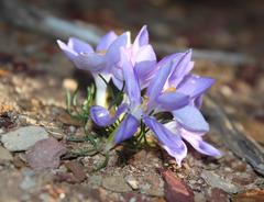 Syringodea longituba violacea