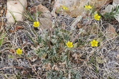 Potentilla pseudosericea