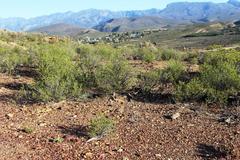 Syringodea longituba violacea