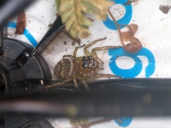 Colyttus