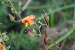 Alonsoa meridionalis