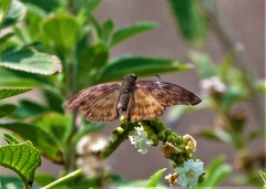 Anastrus sempiternus