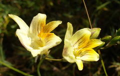 Freesia refracta