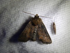 Mesoligia furuncula
