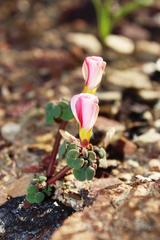 Oxalis convexula