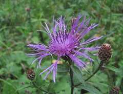 Centaurea phrygia salicifolia