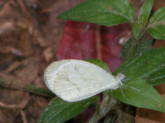 Leptosia alcesta inalcesta