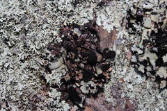 Xanthoparmelia hottentotta