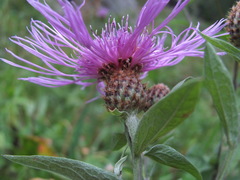 Centaurea phrygia salicifolia