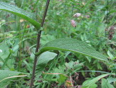 Centaurea phrygia salicifolia