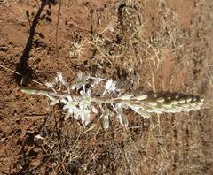 Drimia sanguinea