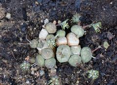 Euphorbia globosa