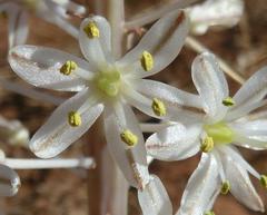 Drimia sanguinea