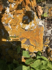 Xanthoria calcicola