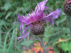 Centaurea phrygia salicifolia
