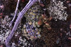 Conophytum ficiforme