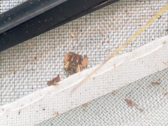 Boliscus tuberculatus