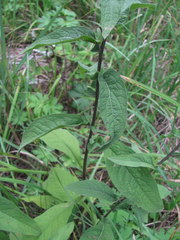 Centaurea phrygia salicifolia