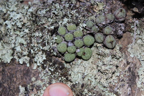 Conophytum ficiforme