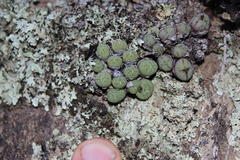 Conophytum ficiforme