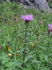 Centaurea phrygia salicifolia