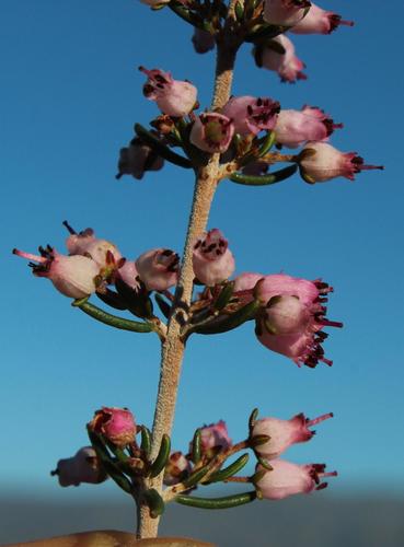 Erica diotiflora