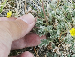 Potentilla pseudosericea
