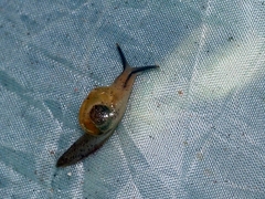 Ariophantidae