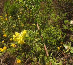 Lasiosiphon anthylloides