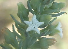 Thesium phyllostachyum