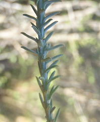 Thesium phyllostachyum