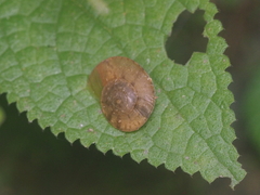 Dyakia clypeus