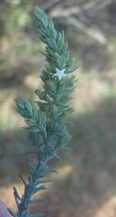 Thesium phyllostachyum