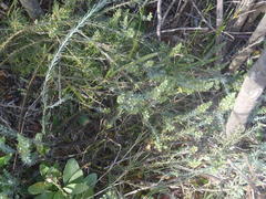 Thesium phyllostachyum