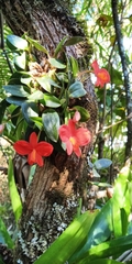 Cattleya coccinea