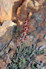 Adromischus filicaulis