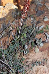 Adromischus filicaulis