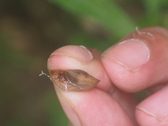 Dyakia clypeus