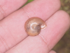 Dyakia clypeus