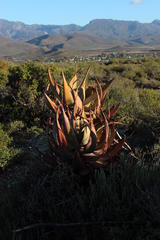 Aloe microstigma microstigma