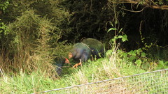 Porphyrio hochstetteri