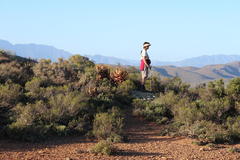 Aloe microstigma microstigma