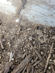 Coptotermes formosanus