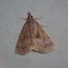Hypena deceptalis