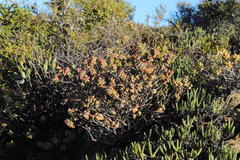 Crassula rupestris rupestris