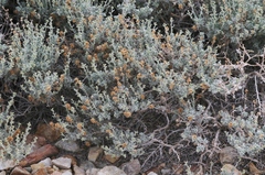 Artemisia rothrockii
