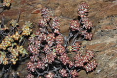 Crassula rupestris rupestris